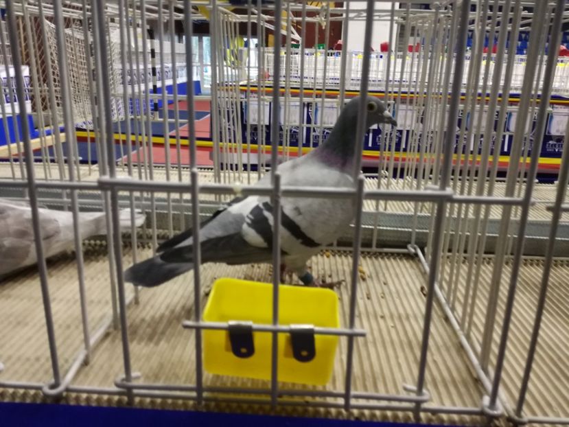  - 2018-EXPOZITIA NATIONALA UCPR-PLOIESTI