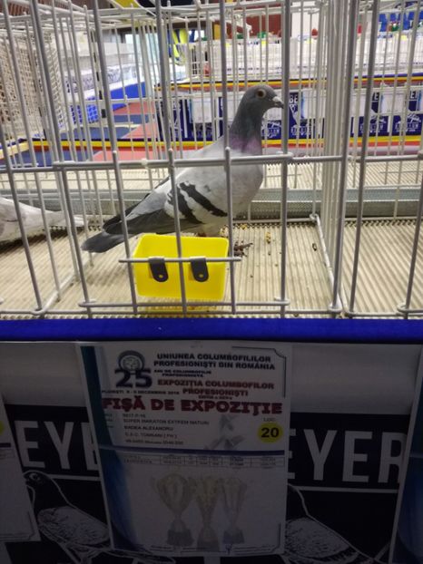  - 2018-EXPOZITIA NATIONALA UCPR-PLOIESTI