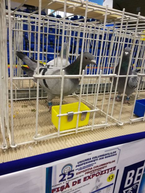  - 2018-EXPOZITIA NATIONALA UCPR-PLOIESTI