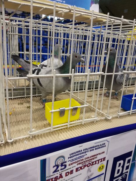  - 2018-EXPOZITIA NATIONALA UCPR-PLOIESTI