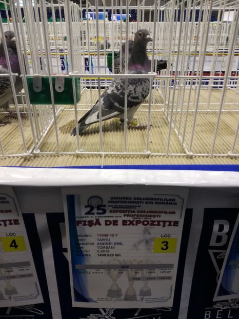  - 2018-EXPOZITIA NATIONALA UCPR-PLOIESTI