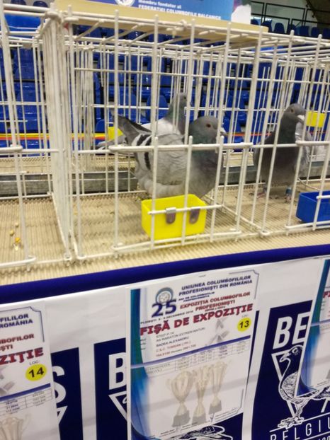  - 2018-EXPOZITIA NATIONALA UCPR-PLOIESTI