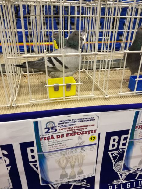  - 2018-EXPOZITIA NATIONALA UCPR-PLOIESTI