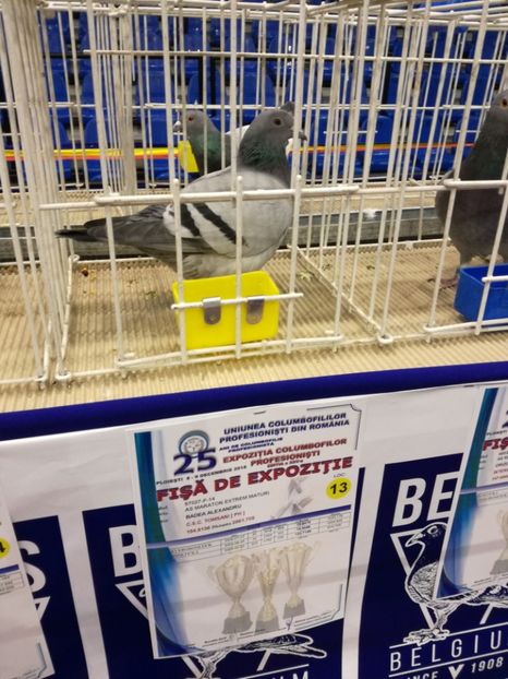  - 2018-EXPOZITIA NATIONALA UCPR-PLOIESTI