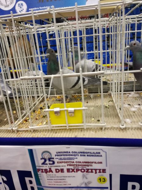  - 2018-EXPOZITIA NATIONALA UCPR-PLOIESTI