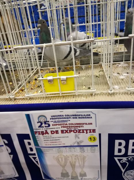  - 2018-EXPOZITIA NATIONALA UCPR-PLOIESTI