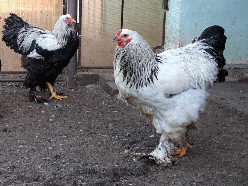  - DE VINZARE PUI-GAINI 2018