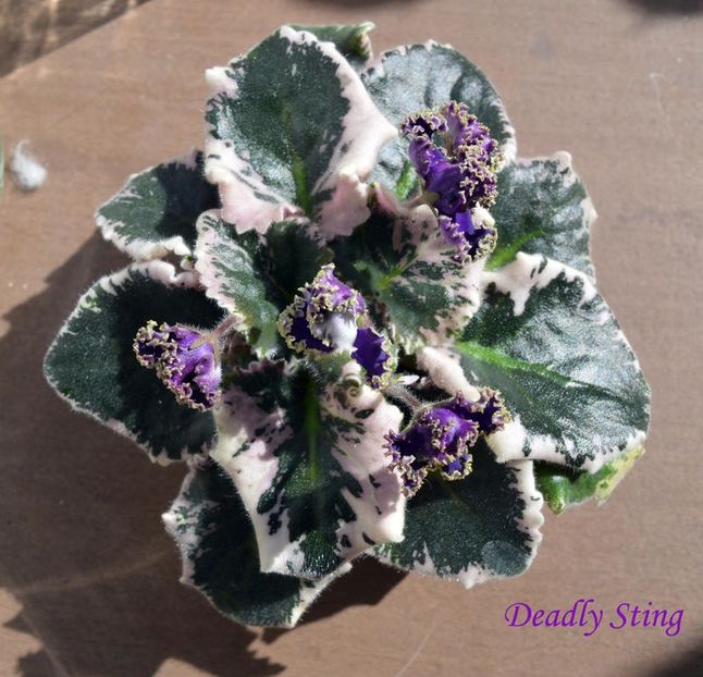  - AA Violete in colecție poze net