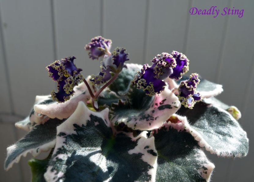  - AA Violete in colecție poze net