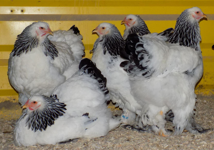  - VIITOR SPERANTE PTR 2019