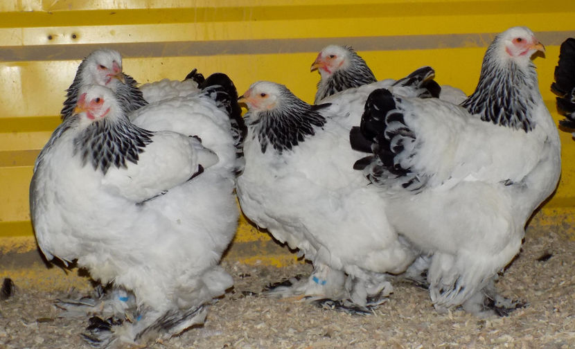  - VIITOR SPERANTE PTR 2019