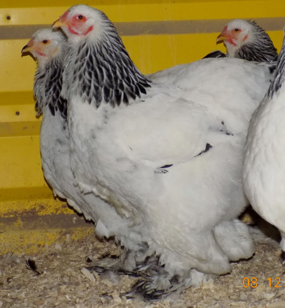  - VIITOR SPERANTE PTR 2019