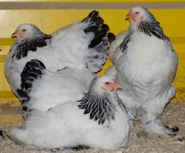  - VIITOR SPERANTE PTR 2019