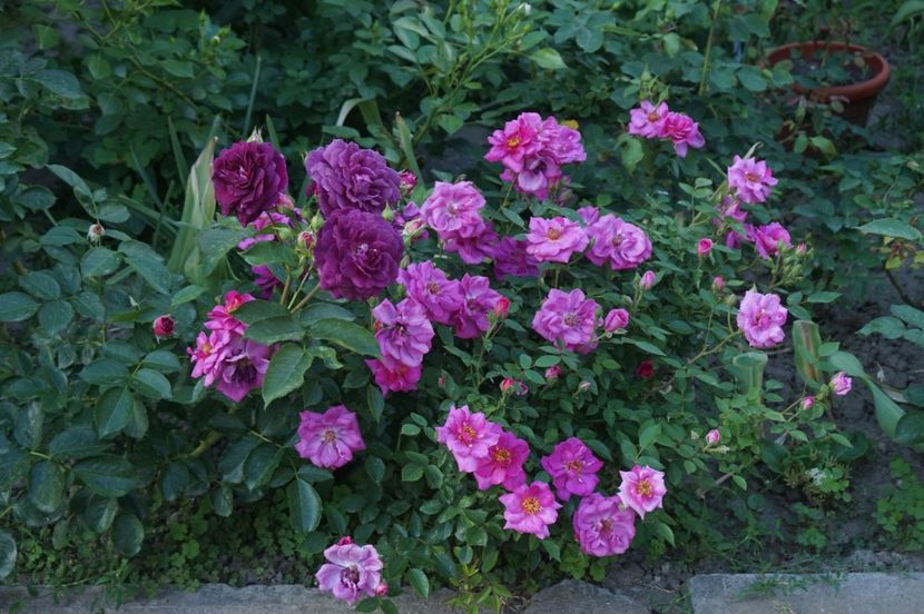 cu Blue Peter - Ebb Tide