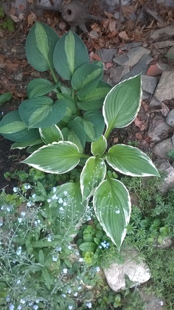  - Hosta 2018- 2022