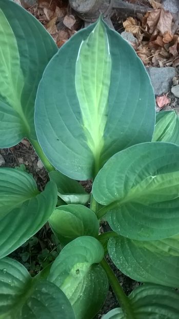  - Hosta 2018- 2022