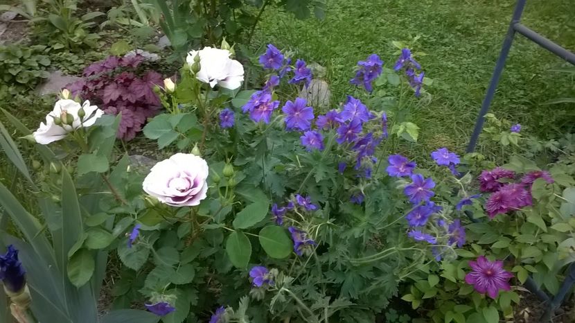  - Geranium si alte perene