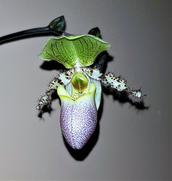  - Paphiopedilum