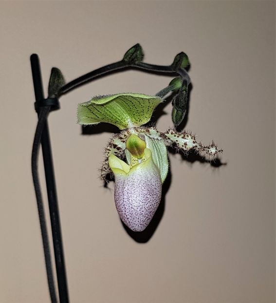  - Paphiopedilum