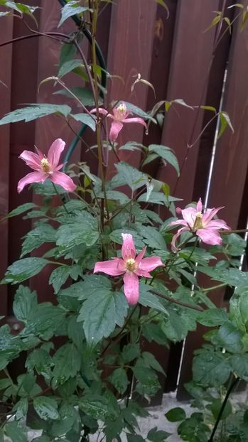  - Montana Broughton Star 1