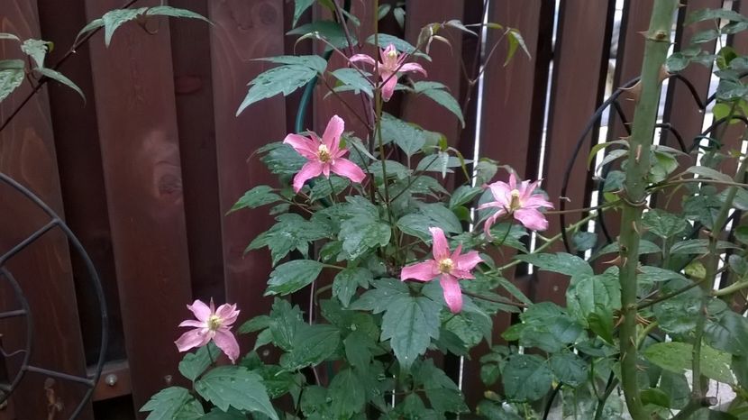  - Montana Broughton Star 1