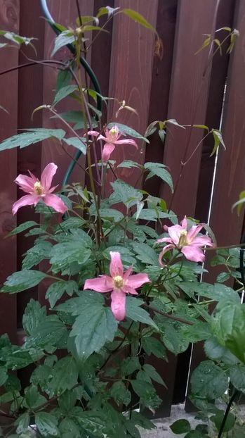  - Montana Broughton Star 1