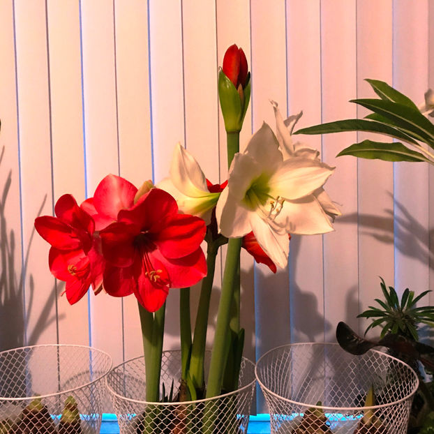  - 2018 Plante de interior