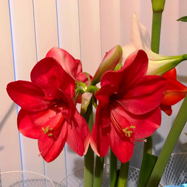  - 2018 Plante de interior