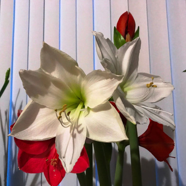  - 2018 Plante de interior