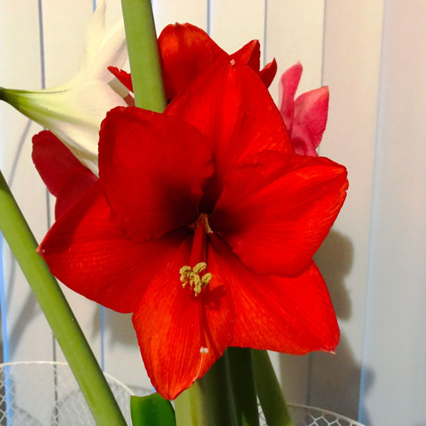  - 2018 Plante de interior