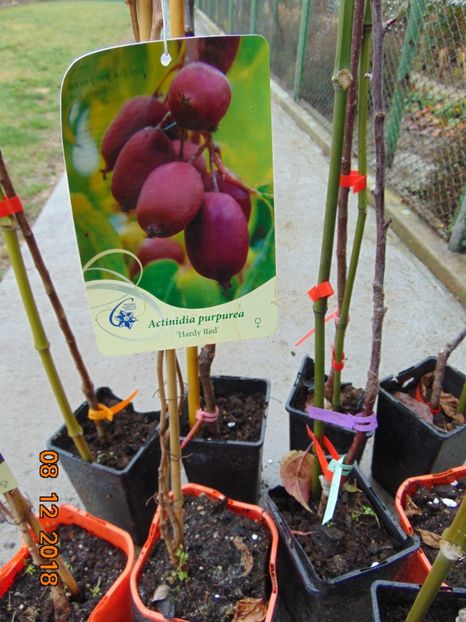 Actinidia purpurea `HARDY RED` - 6 HARDY RED