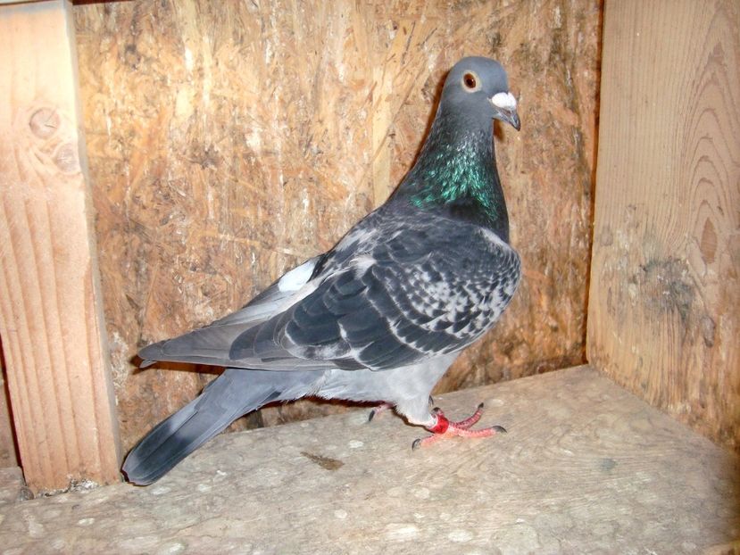 Fiu 307519-2013 7 Nat As Maraton Palmares. - 3 MASCULI MATCA MEA