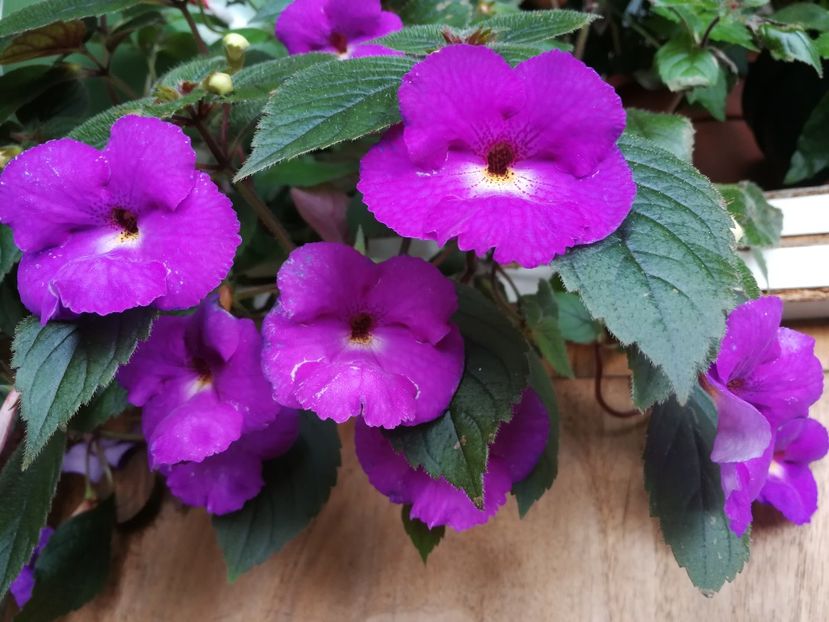 Pulcherrima - Achimenes mov