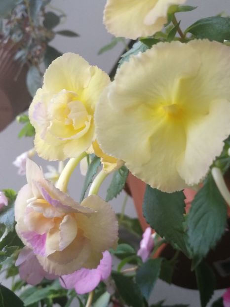 - Yellow English Rose