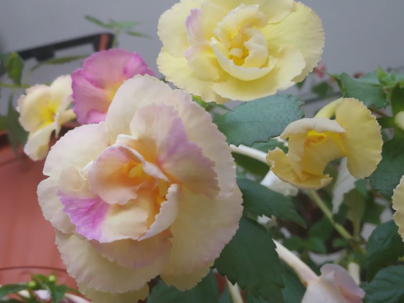 - Yellow English Rose