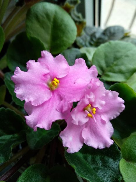 Ian Minuiet, sport - Violete 2018