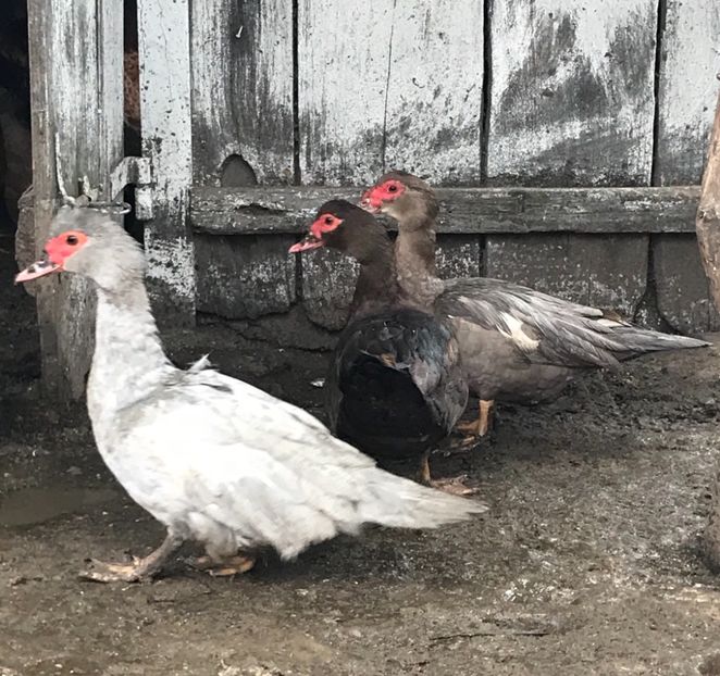 B0F56217-3125-4D2E-9C1D-73E669406559 - Rate lesesti matca 2019