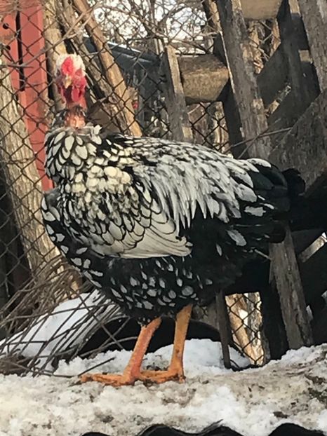 8567E834-0257-4EEA-BE32-878C886149F7 - Puisori 2018