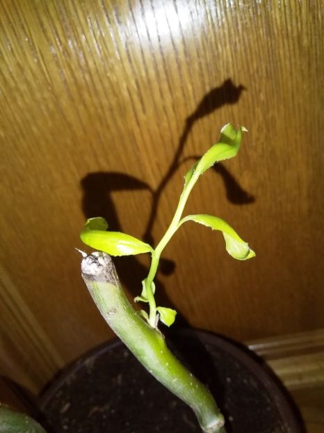  - Salcia mea creață