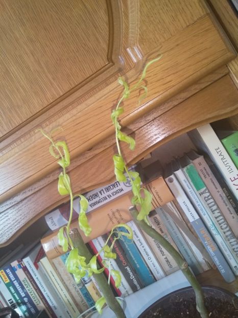  - Salcia mea creață