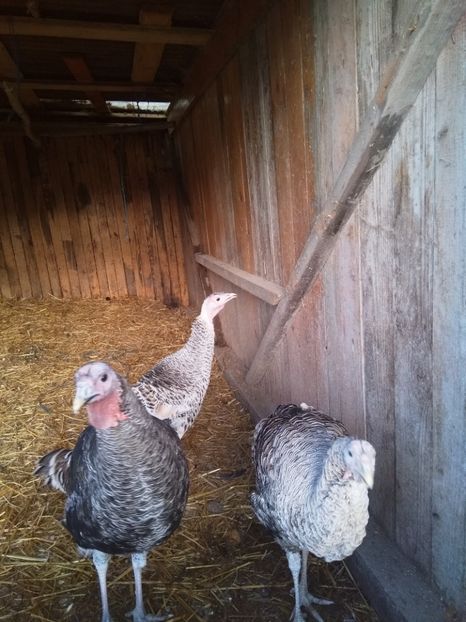  - Curcile mele perlate 2018