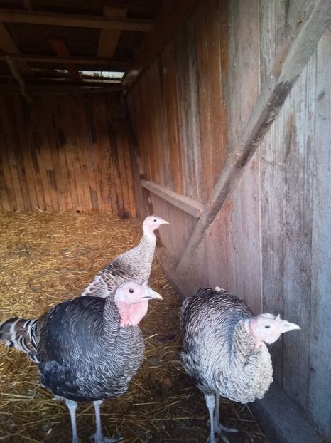  - Curcile mele perlate 2018