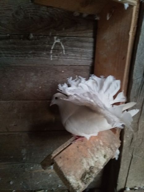  - Porumbeii mei voltati albi