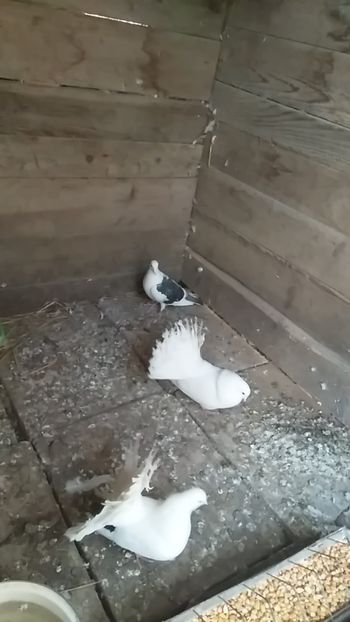  - Porumbeii mei voltati albi