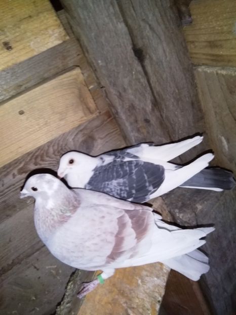  - porumbeii mei