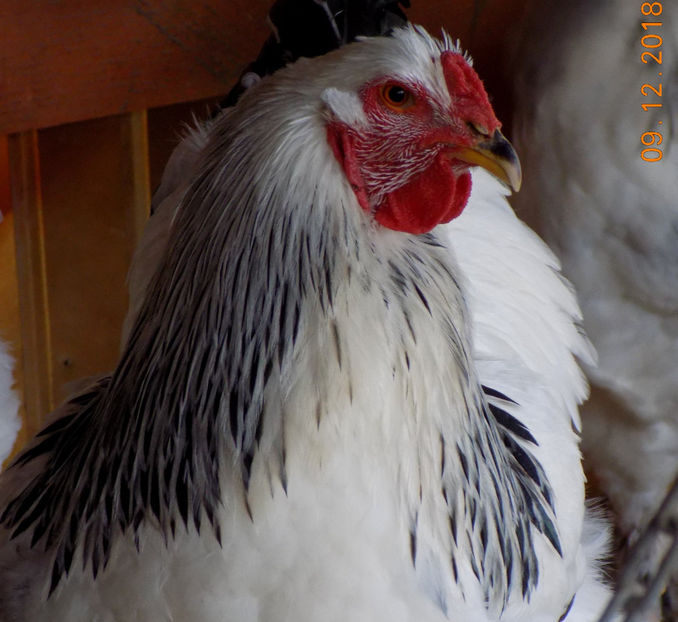 47189909_2151703095144299_2361875358715740160_o - VIITOR SPERANTE PTR 2019