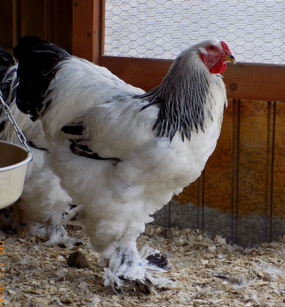 47687311_2151703135144295_9180429072633692160_o - VIITOR SPERANTE PTR 2019