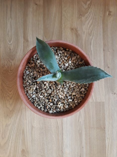 Agava Americana - Agave