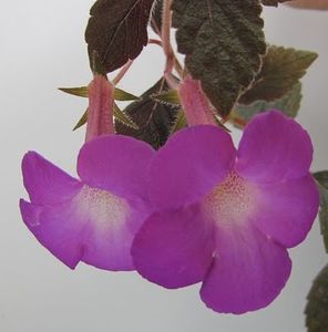 Hilda Michelson - Hilda Michelson