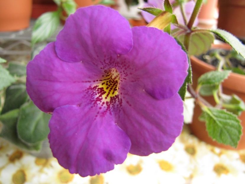 Extravaganza - Extravaganza